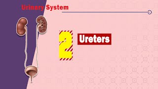 What to Expect from Urethroplasty [upl. by Lrad]