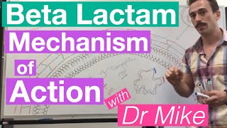 βlactam  Mechanism of Action and Resistance [upl. by Spohr]