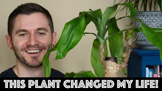 How This Plant Changed My Life Dracaena Fragrans [upl. by Enomsed433]