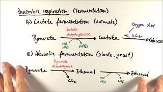 A2 Biology  Anaerobic respiration OCR A Chapter 185 [upl. by Zzahc]