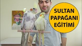 Sultan Papağanı Eğitimi 1 Bölüm [upl. by Vinna]