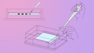 DNALC Short Gel Electrophoresis [upl. by Estrellita153]