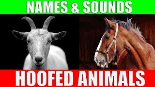 HOOFED ANIMALS Names and Sounds for Kids to Learn  Learning Ungulates Hoofed Mammals [upl. by Hailey]