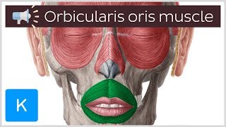 Orbicularis oris muscle  Anatomical Terms Pronunciation by Kenhub [upl. by Notneiuq875]