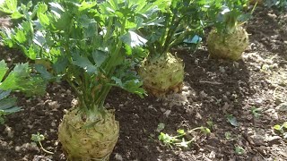 How to grow Celeriac [upl. by Notlim]