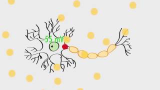 Anatomy amp Physiology Action Potentials amp Axonal Transmission [upl. by Suanne]