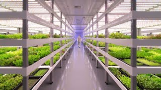 Growing Up How Vertical Farming Works [upl. by Yereffej]