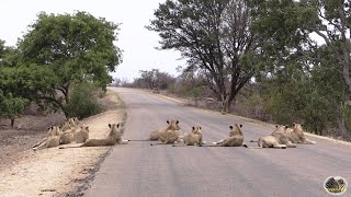 UNEDITED Largest Lion Pride Ever  RAW FOOTAGE [upl. by Asel]