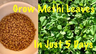 Magical Way To Grow Methi Fenugreek Leaves In Just 5 days At HomeHow To Grow Methi leaves [upl. by Niemad307]