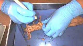 Earthworm dissection [upl. by Lesoj]