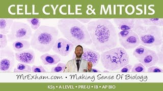 Cell replication  Cell Cycle and Mitosis  Post 16 Biology A Level PreU IB AP Bio [upl. by Tabb]