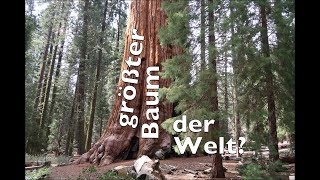 Der größte Baum der Welt  SequoiaNationalpark [upl. by Jodie]