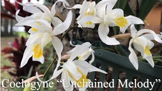 Coelogyne “ Unchained Melody “ orchid and care tips [upl. by Oisinoid25]