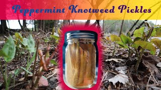 How to Make Peppermint Knotweed Pickles A Singalong Recipe [upl. by Sukhum]