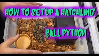 HOW TO SET UP HATCHLING BALL PYTHONS Multiple methods [upl. by Aisya]