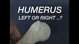 HUMERUS  SIDE DETERMINATION [upl. by Apul]