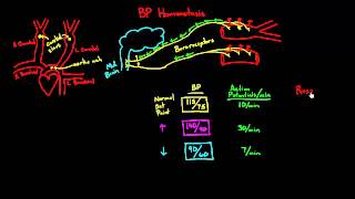 Autoregulation  Baroreceptors [upl. by Manvell]