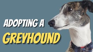 Adopting A Retired Racing Greyhound [upl. by Weixel3]