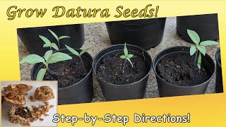 Grow Datura Seeds StepbyStep Directions with Results English [upl. by Assirem862]