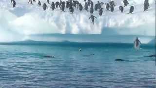 Penguins jumping out of water [upl. by Osmond]