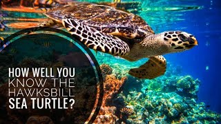 Hawksbill Sea Turtle  Description Characteristics and Facts [upl. by Ayhtnic159]