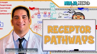 Endocrinology  Receptor Pathways [upl. by Hujsak]