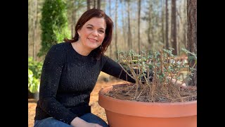 How To Prune Butterfly Bushes amp Hydrangeas  Gardening with Creekside [upl. by Harold]