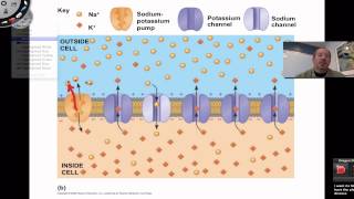 Resting Membrane Potential [upl. by Ocana]