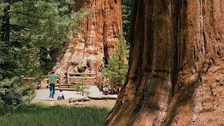 Sequoia National Park  Kings Canyon [upl. by Fretwell803]