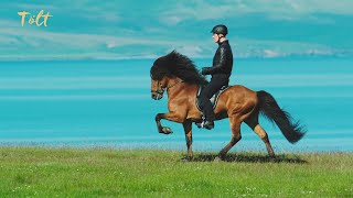 5 gaits of the Icelandic horse [upl. by Jacobsen]