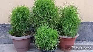 How to grow and care for kochia  burning bush [upl. by Jeth]