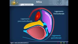 Apparato cardiocircolatorio 33 Milza [upl. by Yregerg]