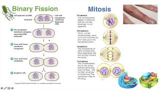 Binary Fission vs Mitosis [upl. by Lalise]