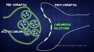 Toxicology of Acetylcholinesterase Inhibitors I  Neurotransmission [upl. by Arodaeht]