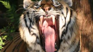 INSIDE THE TIGERS MOUTH [upl. by Gnat]