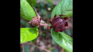 Carolina Allspice Plant Profile [upl. by Annekahs]