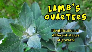 Lambs Quarters Identification At Different Stages of Growth [upl. by Ehlke]