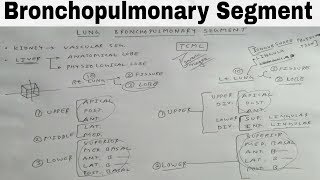 Bronchopulmonary Segment of Lung  TCML [upl. by Disharoon]