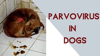 Parvo virus in dogs [upl. by Ytrebil246]