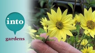 Helianthus Lemon Queen Plants for October [upl. by Nortna364]