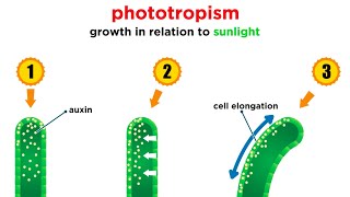 Mechanisms of Plant Growth [upl. by Danieu]