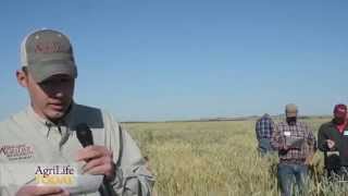 Triticale provides grazing advantages [upl. by Ecille]