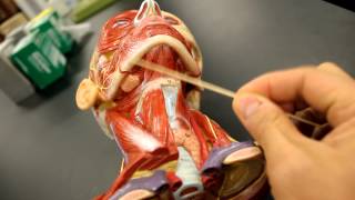 MUSCULAR SYSTEM ANATOMYMuscles of the neck model description [upl. by Naerda]