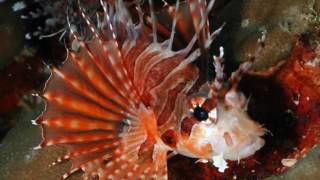 Zebra Turkeyfish [upl. by Ruder]