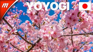 Early Blooming Sakura Trees in Yoyogi Park  TOKYO TRAVEL GUIDE [upl. by Einhpets]