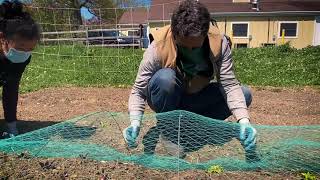 Setting Up Bird Netting [upl. by Osmen845]