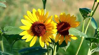 Helianthus annuus Common Sunflower  Best Flower in the World  Prettiest Flower in the world [upl. by Hsiekal]