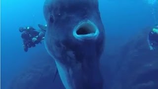 Facts The Ocean Sunfish Mola mola [upl. by Annayr24]