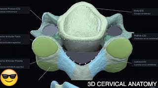 Cervical Vertebrae Anatomy  3D OMT COMLEX [upl. by Mafala]