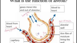 Gas exchange Part 2 Awesome alveoli adaptations [upl. by Giralda]